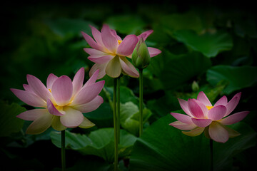 Fototapeta premium Pink Lotus Trio in Bloom at Tranquil Pond