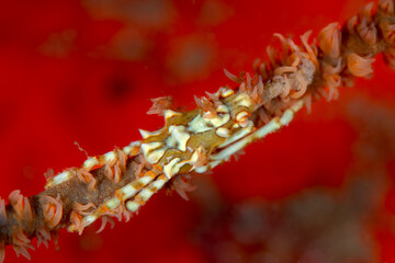 Whip Coral Xeno Crab (Xenocarcinus tuberculatus) masterfully camouflaged on its host, a whip coral