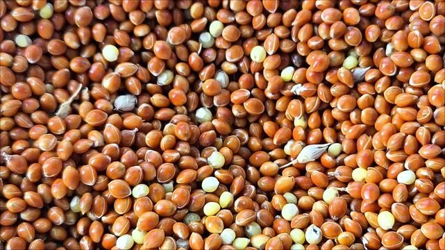 Red millet in close-up. Fresh, pure grain for animal feeding. Millet production. Food. Increase in grain prices.