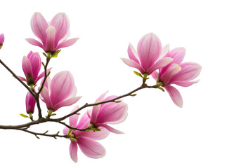 Stunning Magnolia Blossoms Pink Flower Images isolated on transparent background