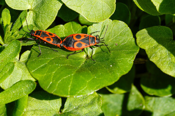 Pyrrhocoris Apterus on Leaf Pairing in Nature