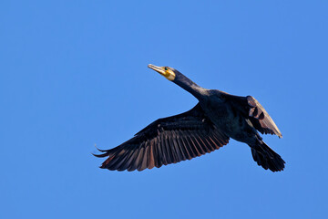 Kormoran fliegt über den Teich