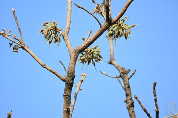 Madhuca longifolia flower in the tree. Its known as Mahua. This is edible. Its common names madhuka, mahura, madkam, mahu Butter Tree, mahura, mahwa, mohulo, Iluppai, Mee and Ippa chettu.
