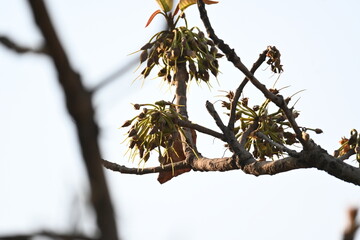 Madhuca longifolia flower in the tree. Its known as Mahua. This is edible. Its common names madhuka, mahura, madkam, mahu Butter Tree, mahura, mahwa, mohulo, Iluppai, Mee and Ippa chettu.

