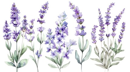 Obraz premium Lavender Watercolor Illustration