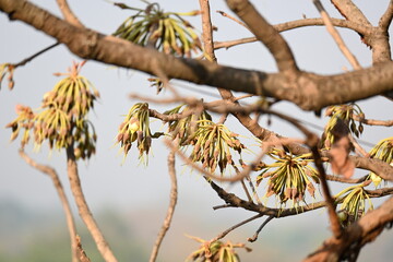 Madhuca longifolia flower in the tree. Its known as Mahua. This is edible. Its common names madhuka, mahura, madkam, mahu Butter Tree, mahura, mahwa, mohulo, Iluppai, Mee and Ippa chettu.
