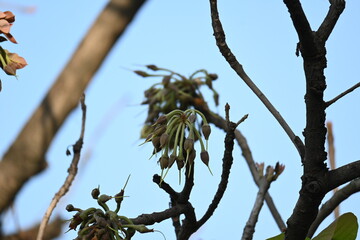 Madhuca longifolia flower in the tree. Its known as Mahua. This is edible. Its common names madhuka, mahura, madkam, mahu Butter Tree, mahura, mahwa, mohulo, Iluppai, Mee and Ippa chettu.

