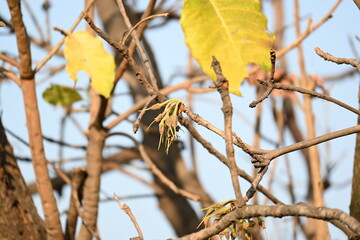 Madhuca longifolia flower in the tree. Its known as Mahua. This is edible. Its common names madhuka, mahura, madkam, mahu Butter Tree, mahura, mahwa, mohulo, Iluppai, Mee and Ippa chettu.
