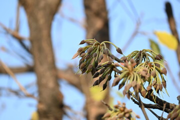 Madhuca longifolia flower in the tree. Its known as Mahua. This is edible. Its common names madhuka, mahura, madkam, mahu Butter Tree, mahura, mahwa, mohulo, Iluppai, Mee and Ippa chettu.
