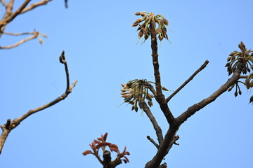 Madhuca longifolia flower in the tree. Its known as Mahua. This is edible. Its common names madhuka, mahura, madkam, mahu Butter Tree, mahura, mahwa, mohulo, Iluppai, Mee and Ippa chettu.
