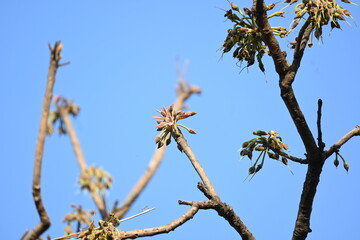Madhuca longifolia flower in the tree. Its known as Mahua. This is edible. Its common names madhuka, mahura, madkam, mahu Butter Tree, mahura, mahwa, mohulo, Iluppai, Mee and Ippa chettu.
