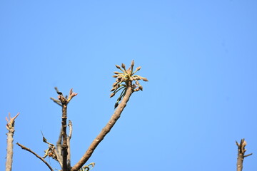 Madhuca longifolia flower in the tree. Its known as Mahua. This is edible. Its common names madhuka, mahura, madkam, mahu Butter Tree, mahura, mahwa, mohulo, Iluppai, Mee and Ippa chettu.
