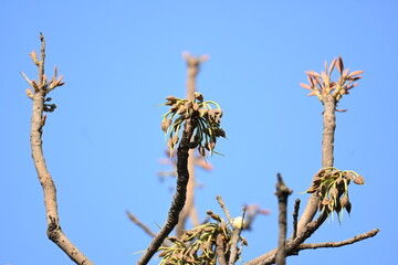 Madhuca longifolia flower in the tree. Its known as Mahua. This is edible. Its common names madhuka, mahura, madkam, mahu Butter Tree, mahura, mahwa, mohulo, Iluppai, Mee and Ippa chettu.
