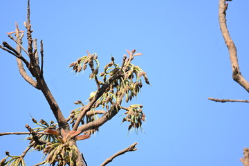Madhuca longifolia flower in the tree. Its known as Mahua. This is edible. Its common names madhuka, mahura, madkam, mahu Butter Tree, mahura, mahwa, mohulo, Iluppai, Mee and Ippa chettu.
