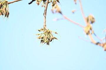 Madhuca longifolia flower in the tree. Its known as Mahua. This is edible. Its common names madhuka, mahura, madkam, mahu Butter Tree, mahura, mahwa, mohulo, Iluppai, Mee and Ippa chettu.
