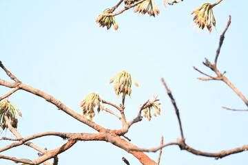 Madhuca longifolia flower in the tree. Its known as Mahua. This is edible. Its common names madhuka, mahura, madkam, mahu Butter Tree, mahura, mahwa, mohulo, Iluppai, Mee and Ippa chettu.
