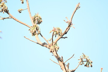 Madhuca longifolia flower in the tree. Its known as Mahua. This is edible. Its common names madhuka, mahura, madkam, mahu Butter Tree, mahura, mahwa, mohulo, Iluppai, Mee and Ippa chettu.
