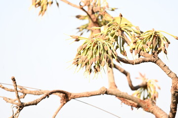 Madhuca longifolia flower in the tree. Its known as Mahua. This is edible. Its common names madhuka, mahura, madkam, mahu Butter Tree, mahura, mahwa, mohulo, Iluppai, Mee and Ippa chettu.

