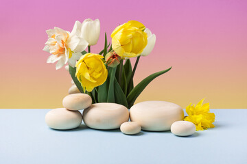 Wood slice podium with spring flowers tulips, daffodils, grouse on a gradient yellow pink background. Concept scene stage showcase for new product, banner, promotion sale, cosmetic, presentation