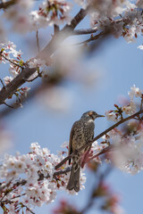Sipping spring's nectar - frontal view of brown-eared bulbul perched on thin branch of blooming cherry tree. Hiding amongst the delicate, surrounding cherry blossoms, the bird looks its next flower.