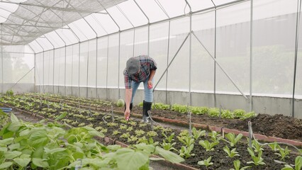 Farmer planting young seedlings of lettuce salad in the vegetable garden, farmer man walking to...