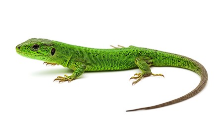 Fototapeta premium Emerald Sentinel: A Study in Green AI Generated