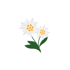 Edelweiss logo. Isolated edelweiss on white background