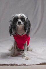 Portrait of a young purebred Chinese Crested dog.