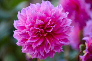 Close-up view of pink Dahlia blooming in garden