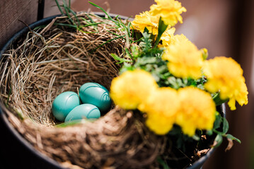 Colorful robin's eggs nestled in a nest surrounded by yellow marigolds