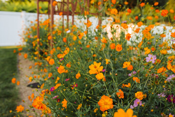 Vibrant garden filled with colorful cosmos flowers