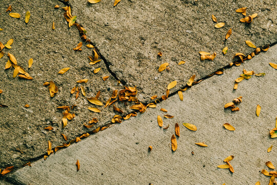 Fallen leaves scattered on concrete pavement during autumn afternoon