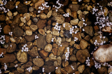 Cherry tree petals in water above stones