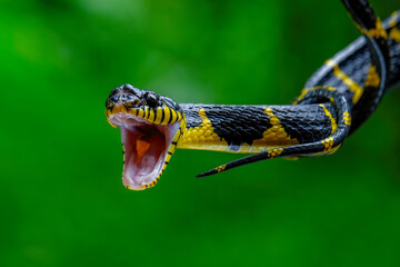 Head close up of a gold-ringed cat snake