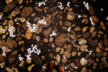 Cherry tree petals floating in water