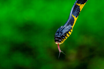 Head close up of a gold-ringed cat snake