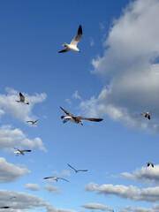 Seagulls soaring in blue sky over Miami Beach