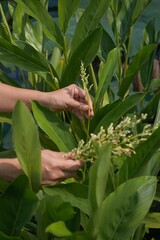 Harvesting fresh galangal flower buds in an organic herb garden