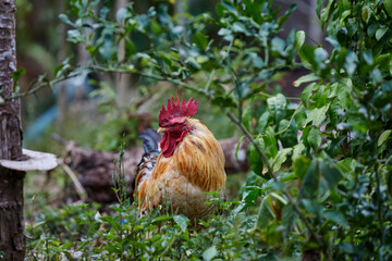 Close-up view of rooster walking on green grass