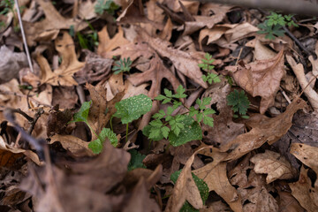 Fresh green sprouts emerging through dry forest floor leaves.