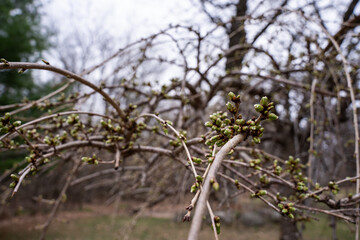 Buds emerging on a Weeping Higan cherry tree in early spring