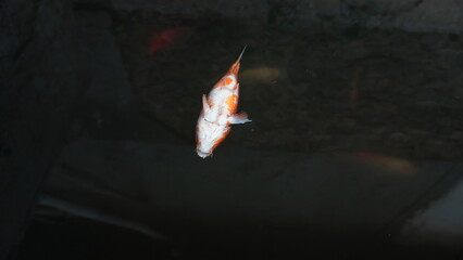 Dead Red Fish Floating on Pond Surface – Water Pollution or Natural Cause © dagu2