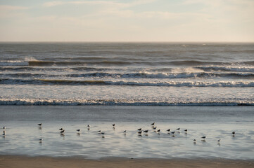 Plovers gather on wet sand as gentle waves roll in at Newport, R