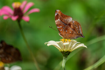 Fototapeta premium Closeup butterfly on flower (Common tiger butterfly)