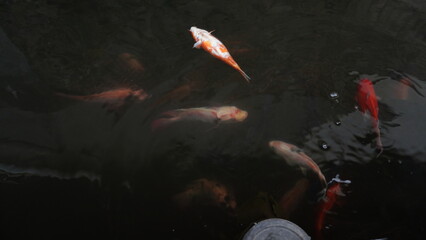Dead Red Fish Floating on Pond Surface – Water Pollution or Natural Cause © dagu2