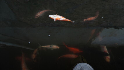 Dead Red Fish Floating on Pond Surface – Water Pollution or Natural Cause © dagu2