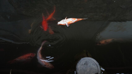 Dead Red Fish Floating on Pond Surface – Water Pollution or Natural Cause © dagu2