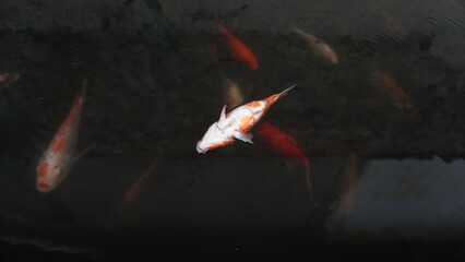 Dead Red Fish Floating on Pond Surface – Water Pollution or Natural Cause © dagu2