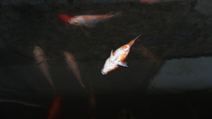 Dead Red Fish Floating on Pond Surface – Water Pollution or Natural Cause © dagu2