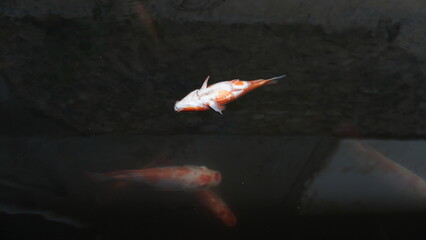 Dead Red Fish Floating on Pond Surface – Water Pollution or Natural Cause © dagu2